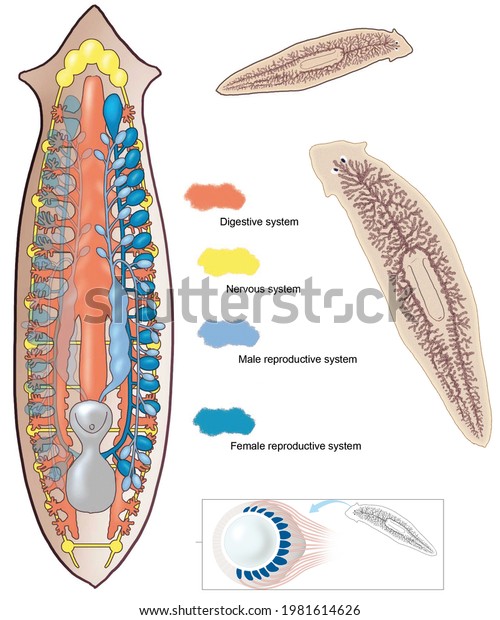 Zoology. Animal morphology. Internal\
anatomy of an example of a flatworm, the\
planaria.