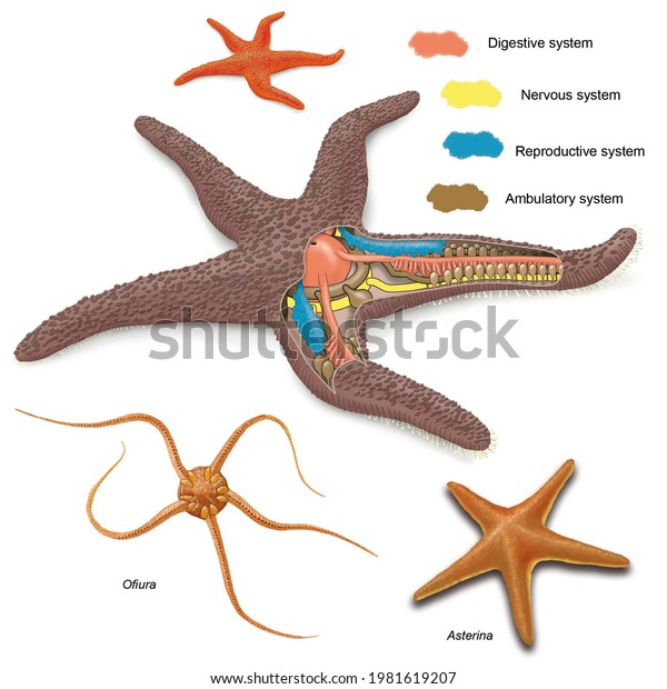 Zoology. Animal morphology. Internal anatomy of an\
example of a Echinoderm Asteroidea: The starfish. Examples of\
starfishes: Asterina and\
Ofiura