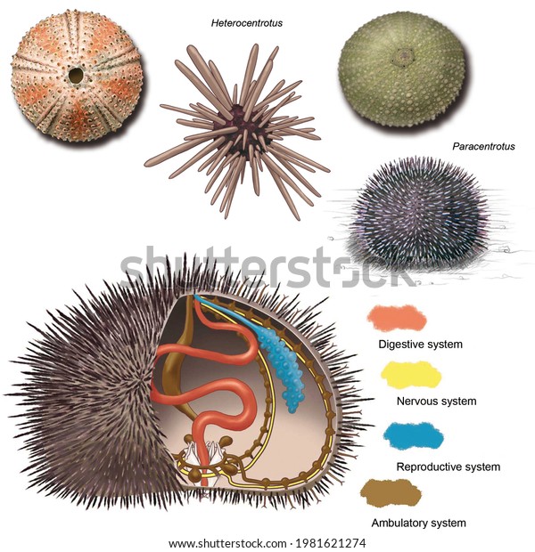 Zoology. Animal\
morphology. Internal anatomy of an example of a Echinoidean\
echinoderm: the sea urchin Paracentrotus. With images of his shell\
, Heterocentrotus and also his.\
