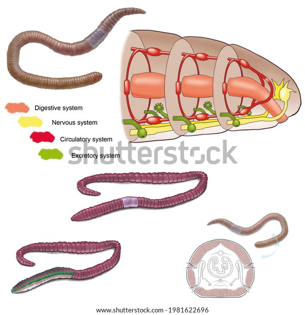 Zoology.\
Animal morphology. Internal anatomy of an example of a Oligochaete\
annelid: the earthworm: Lumbricus\
terrestris.