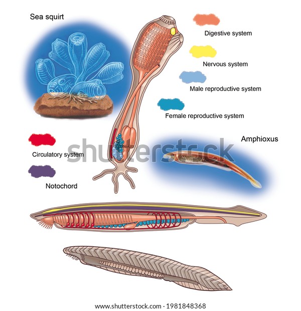 Zoology.
Animal morphology. Internal anatomy  of Urochordates, the sea
squirts,and cephalochordates: the
Amphioxus