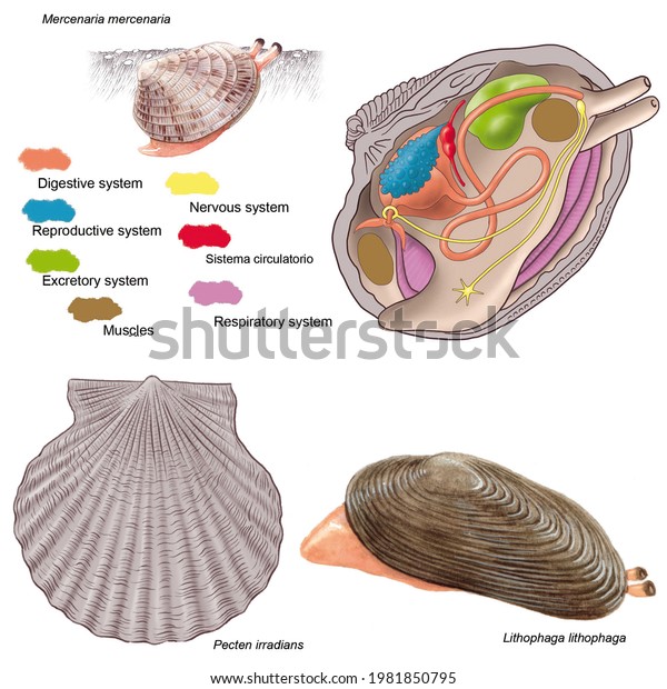 Zoology Animal Morphology Internal Anatomy Example Stock Illustration ...