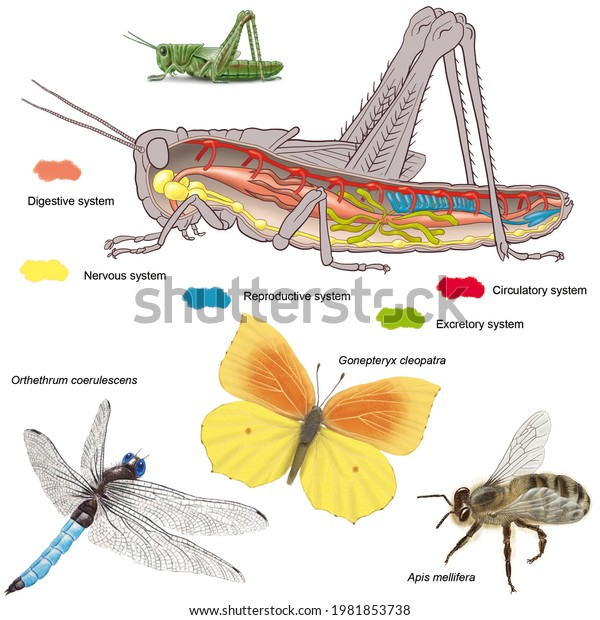Zoology. Animal morphology. Internal anatomy\
of an example of insect: the cricket. Examples pf the group:\
Orthetrum, a dragonfly, an hApis mellifera, an hymenoptera, Apis\
mellífera and a\
lepidoptera