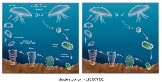 Zoology. Cnidarians: polyps and jellyfish. Zoology. Cnidarians: polyps and jellyfish. Reproduction in Sziphozoans. Sexual and asexual cycle. The planula larva. Strobilation.