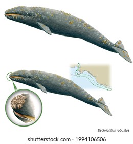 Zoology. Mammals. Cetaceans. Isolated Specimen. Map Of Your Migration. Detail Of The Barnacles Frequently Embedded In The Animal's Skin.