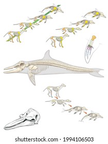 142 Cetacean skeleton Images, Stock Photos & Vectors | Shutterstock