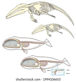 Zoology. Mammals. Cetaceans.Skeleton of a whale with detail of the scapula and fore limb.
