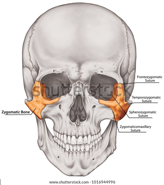 Zygomatic Bone Cranium Bones Head Skull Stock Illustration 1016944996