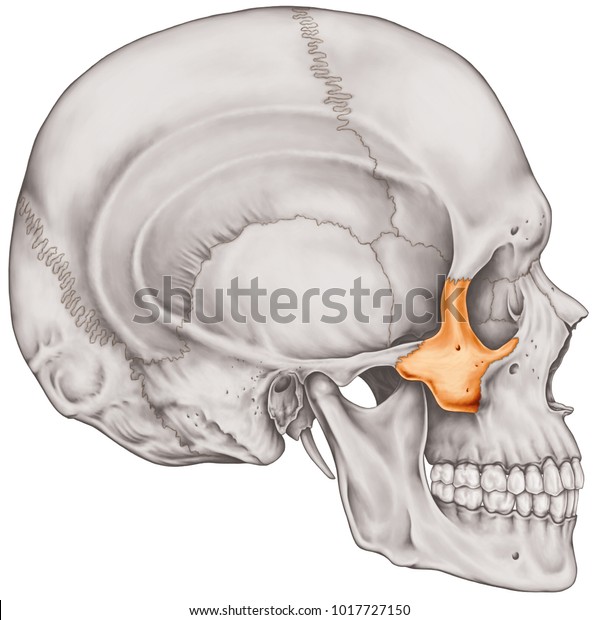 Zygomatic Bone Cranium Bones Head Skull Stock Illustration 1017727150 9556