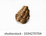 Phacopida, Fossil Specimen.