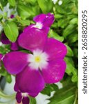 Purple​ flower​ are​ blooming​ in​ the​ park​