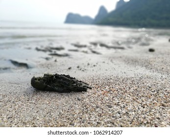 Shell? on? the? beach?