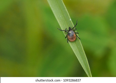 Sheep sorrel, Rumex acetosella