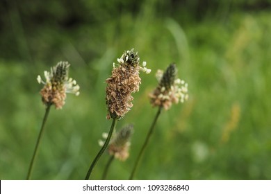 Sheep sorrel, Rumex acetosella