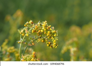 Sheep sorrel, Rumex acetosella