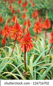 Flower?Aloe