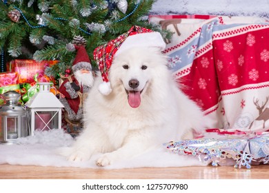 самоедская собака в шапке на новый год
