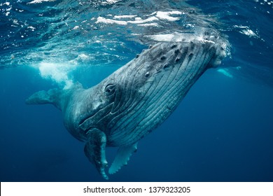 whale　nature　Tonga