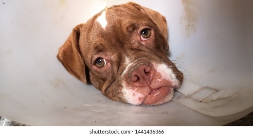 Portrait​ an​ adorable​ brown​ american​ bully​ lying​ on​ the​ chair​