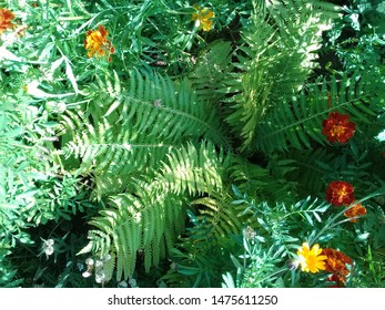 свежая зеленая трава сад парк фон - Shutterstock ID 1475611250