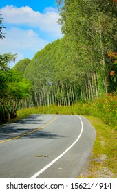 The​ country​ road​ running​ through​ tree​  and​ nature​ Park​ garden​ in​ summer​ and​ background​ landscape​ outdoor​concept​, Thailand​