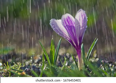 Flower of white-purple crocus on the background of rain drops tracks