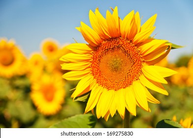 sunflowers?