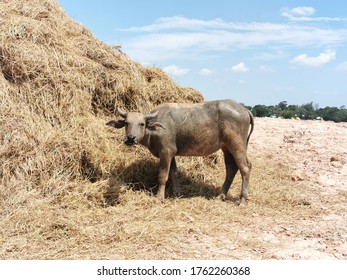 Black​ buffalo​ eating​ dry​ grass​