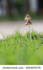 Close​ up​ mushroom​ in​ the​ grass​ field​