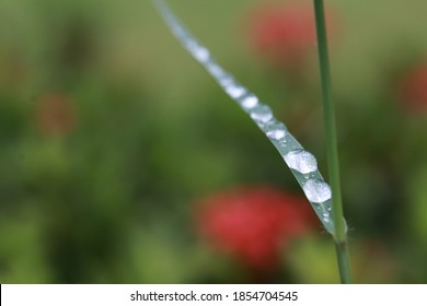 Close​ up​ dew​drops​ on​ green​ leaves​ in​ the​ morning​