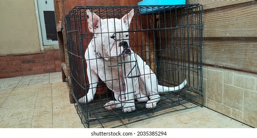 american bully cage