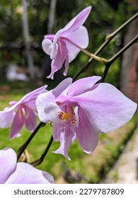 The most prestigious phalaenopsis species is Phalaenopsis schilleriana sp. 

This plant is native to the Philippines and is prized for its attractively mottled leaves. 