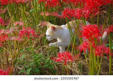 秋　奈良県五條市　咲いていた彼岸花(曼殊沙華)　可愛い子猫　赤い色が鮮やか。
