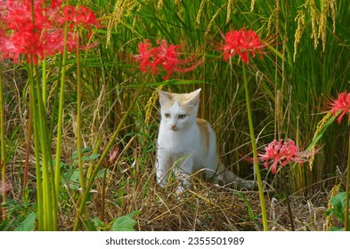 秋　奈良県五條市　咲いていた彼岸花(曼殊沙華)　可愛い子猫　赤い色が鮮やか。