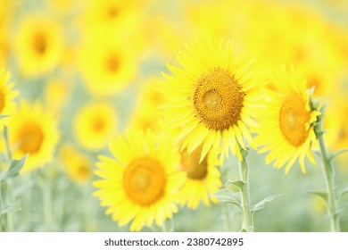 ひまわり畑　sunflower 夏　黄色　花