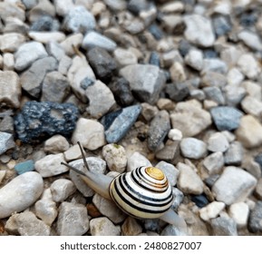  landsnails terrestrial pulmonate gastropod molluscs