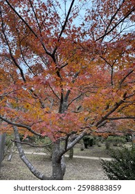 紅葉 「autumn leaves」 「fall leaves」