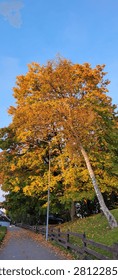 Tall tree with yellow and orange autumn leaves under clear blue sky along a quiet path with wooden fence.