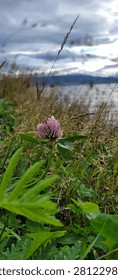 Close‑up of red clover flower in green summer meadow by Mjøsa Lake under cloudy sky, capturing peaceful and natural atmosphere.