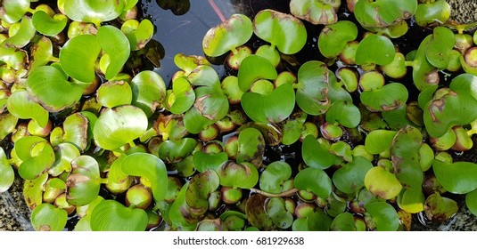 Floating watermoss