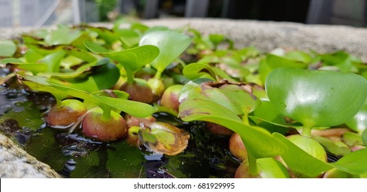 Floating watermoss