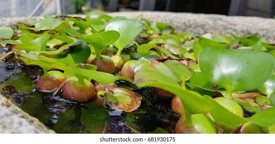 Floating watermoss