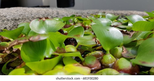 Floating watermoss