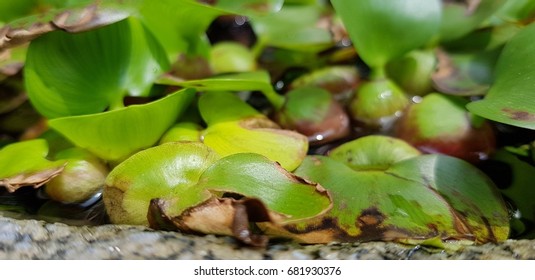 Floating watermoss