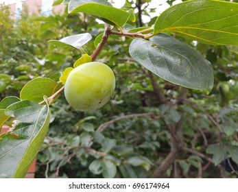 Common persimmon