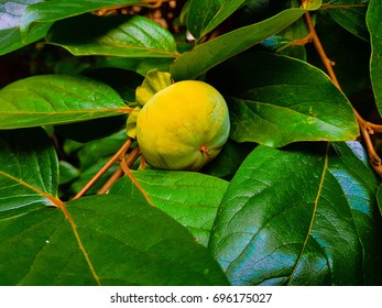 Common persimmon