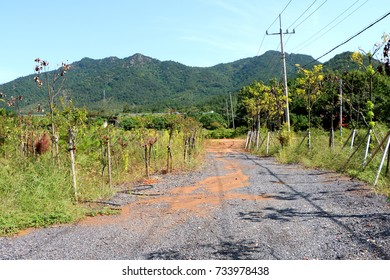 a tree-lined street