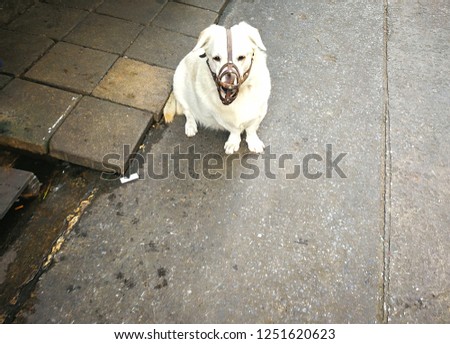 Similar – Image, Stock Photo Dog 2 Animal Mammal Street