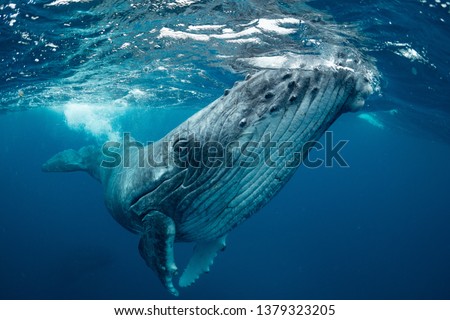 whale　nature　Tonga