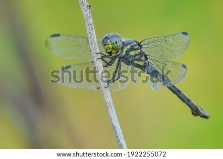 dragonfly is an insect belonging to the order Odonata, infraorder Anisoptera 